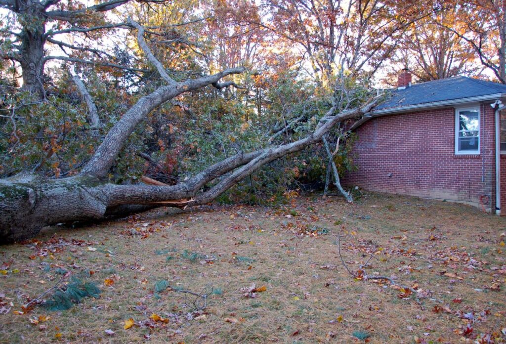 Tree falls on your roof